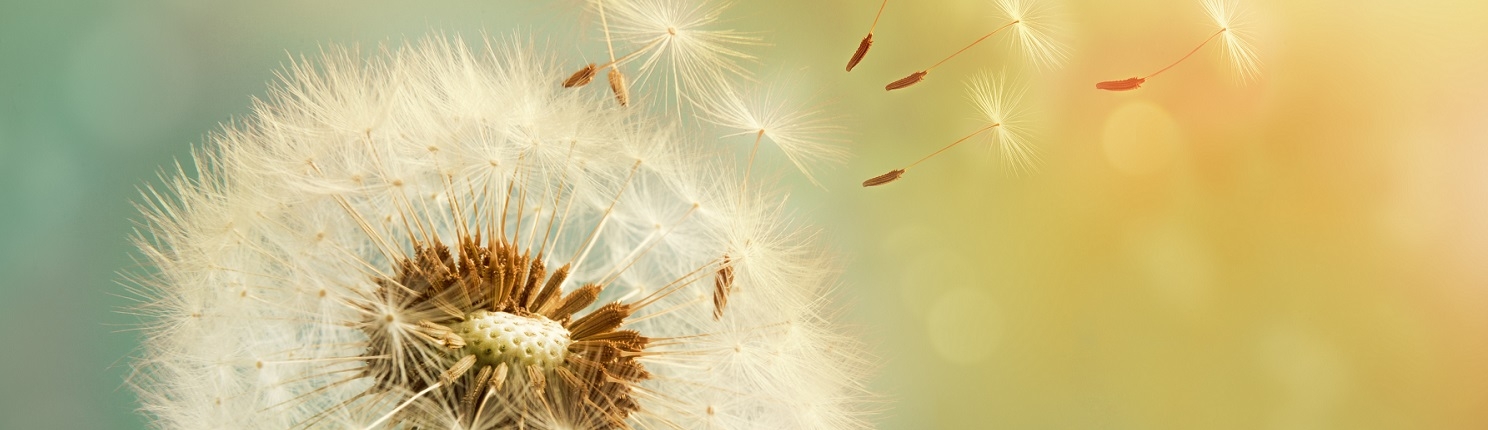 EMDR bij rouw: ruimte om los te laten en verder te gaan Paardenbloem waarvan de pluisjes wegwaaien, symbool voor loslaten en beweging in een rouwproces.